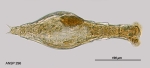 Habrotrocha munda
