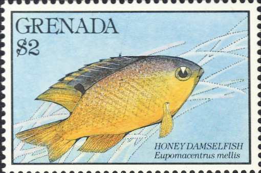 Eupomacentrus mellis Eupomacentrus mellis