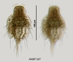 Macrochaetus subquadratus