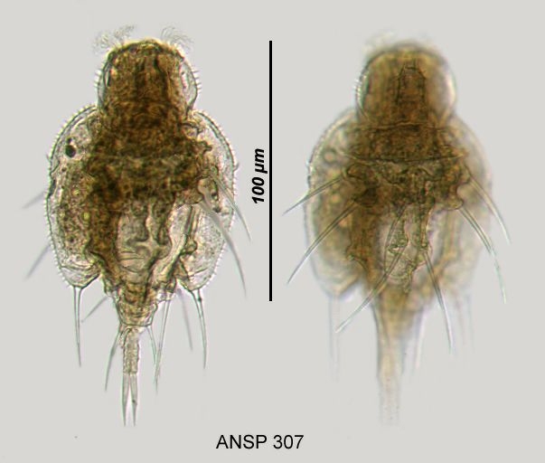 Macrochaetus subquadratus Macrochaetus subquadratus