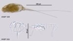 Monommata maculata
