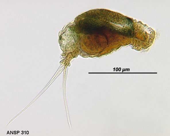 Monommata grandis