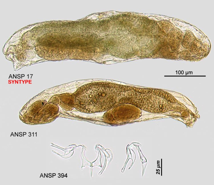 Lindia tecusa