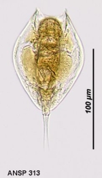 Lepadella rhomboides