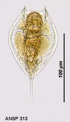 Lepadella rhomboides