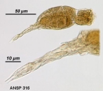 Proales halophila