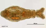 Macrotrachela habita