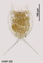 Lecane leontina