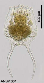 Brachionus austrogenitus