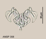 Brachionus calyciflorus