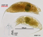 Trichocerca tortuosa