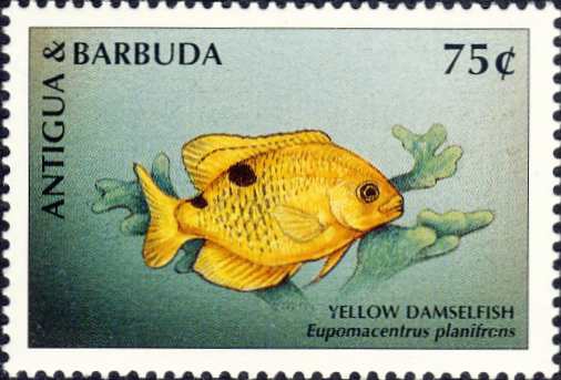 Eupomacentrus planifrons Eupomacentrus planifrons