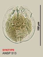Testudinella insinuata