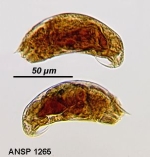 Trichocerca intermedia