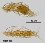 Cephalodella akrobeles