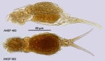 Dicranophorus rostratus