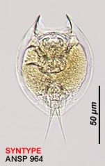 Lepadella eurysterna