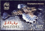 Eurypegasus draconis