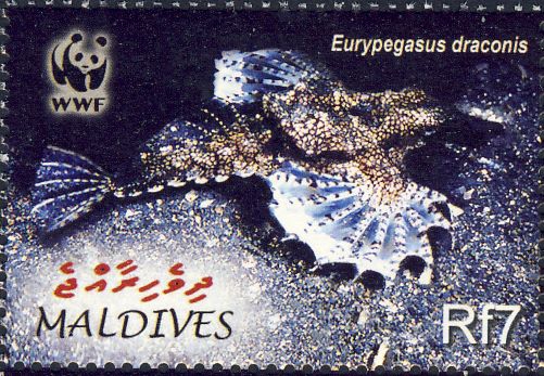 Eurypegasus draconis Eurypegasus draconis
