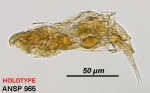 Aspelta chorista