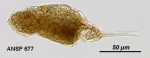 Cephalodella licinia