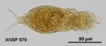 Dicranophorus colastes