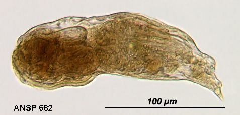 Notommata cerberus