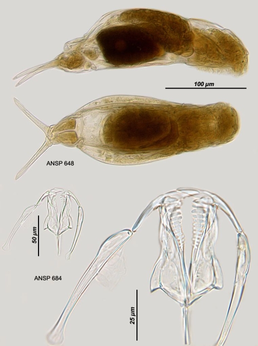 Dicranophorus prionacis