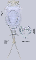 Trichotria tetractis