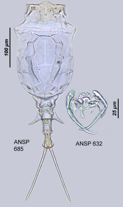 Trichotria tetractis