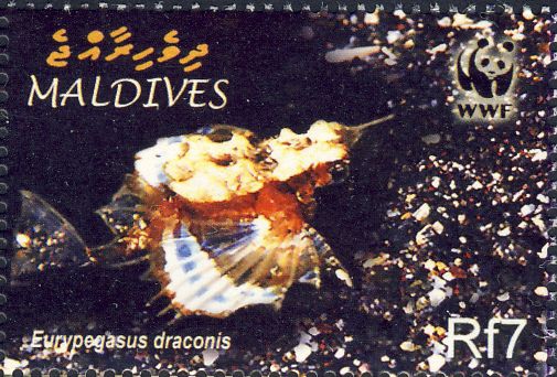 Eurypegasus draconis Eurypegasus draconis