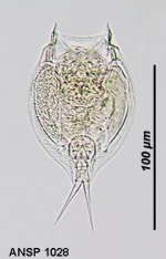 Lepadella elongata