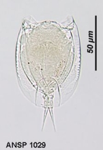 Lepadella amazonica