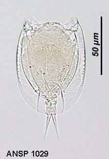 Lepadella amazonica