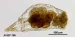 Eosphora thoa