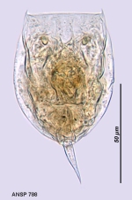 Lecane opias