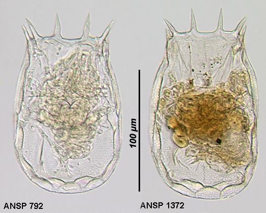 Keratella eichwaldi