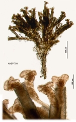 Limnias ceratophylli
