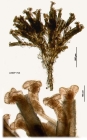 Limnias ceratophylli