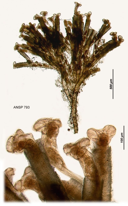 Limnias ceratophylli