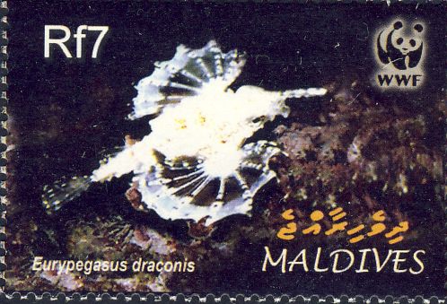 Eurypegasus draconis Eurypegasus draconis