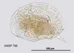 Lophocharis salpina var. parvidentata