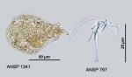 Gastropus stylifer