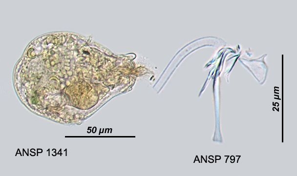 Gastropus stylifer