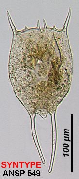 Brachionus caudatus var. personatus