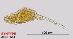 Paracolurella aemula