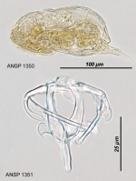 Itura viridis