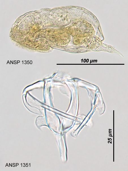 Itura viridis