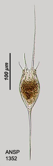 Kellicottia bostoniensis