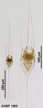 Kellicottia longispina